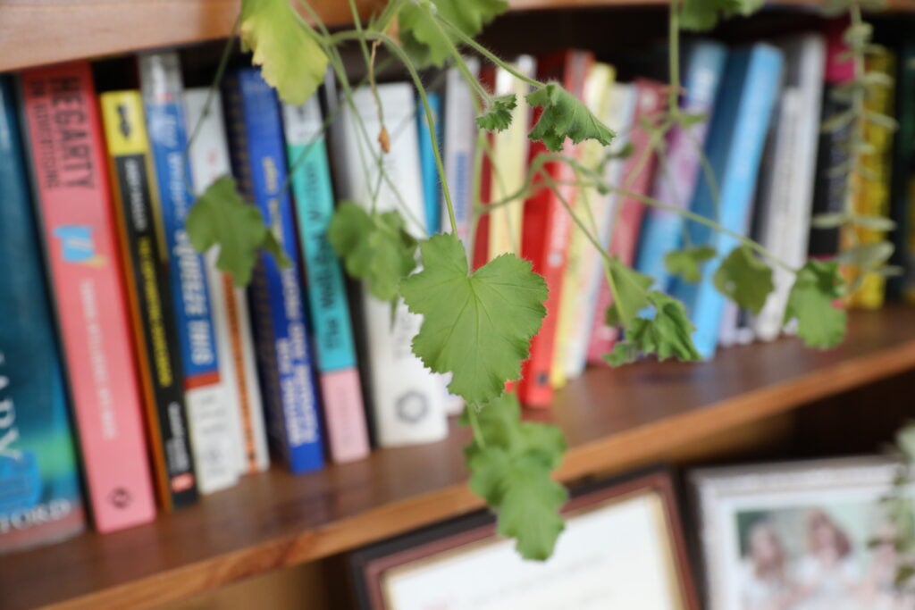 Close up of some plants over some books on a shelf