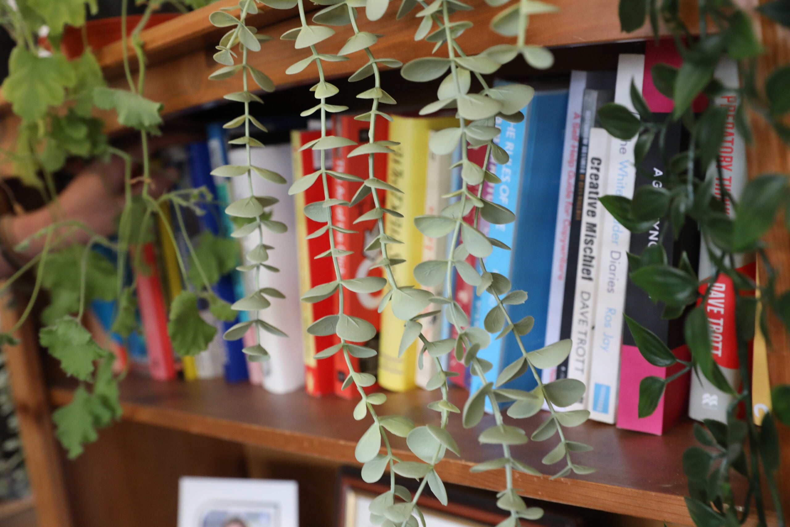 Close up of some plants over some books on a shelf
