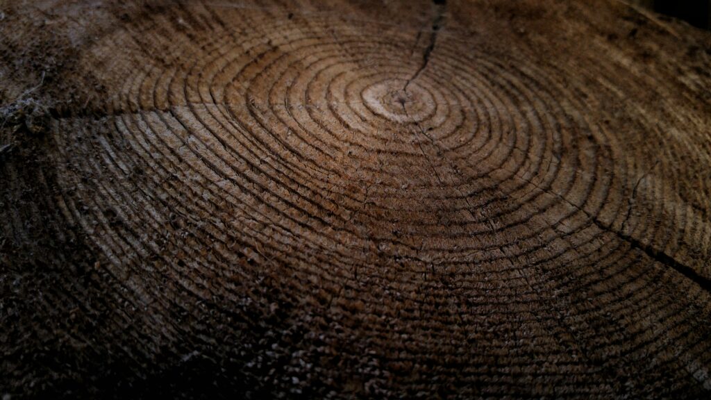Unique rings of a tree trunk just like a unique tone of voice